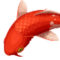 Craxuser