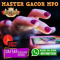 mastergacormpo