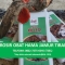 pusat.obat.hama.jamur.plmbng1